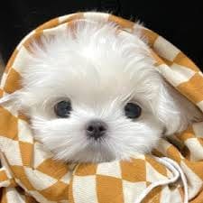 سعید احمد avatar